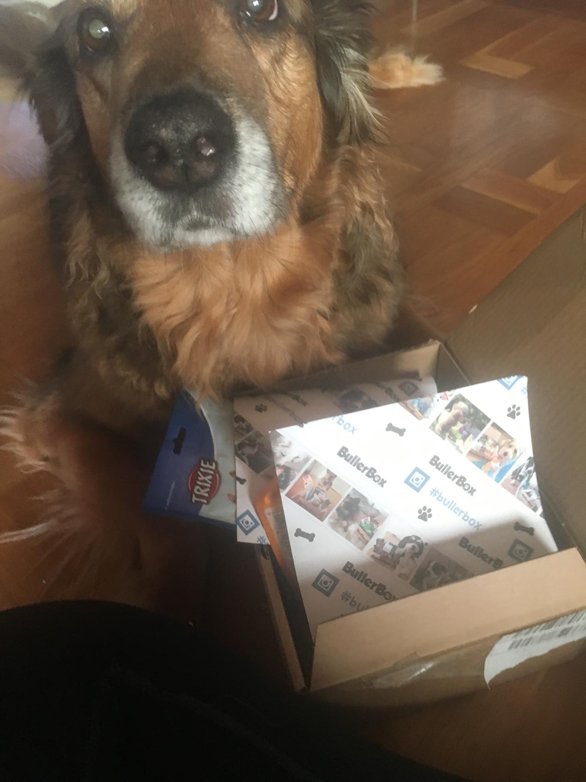 Blanding af racer Baloo - Super Loppen billede 30