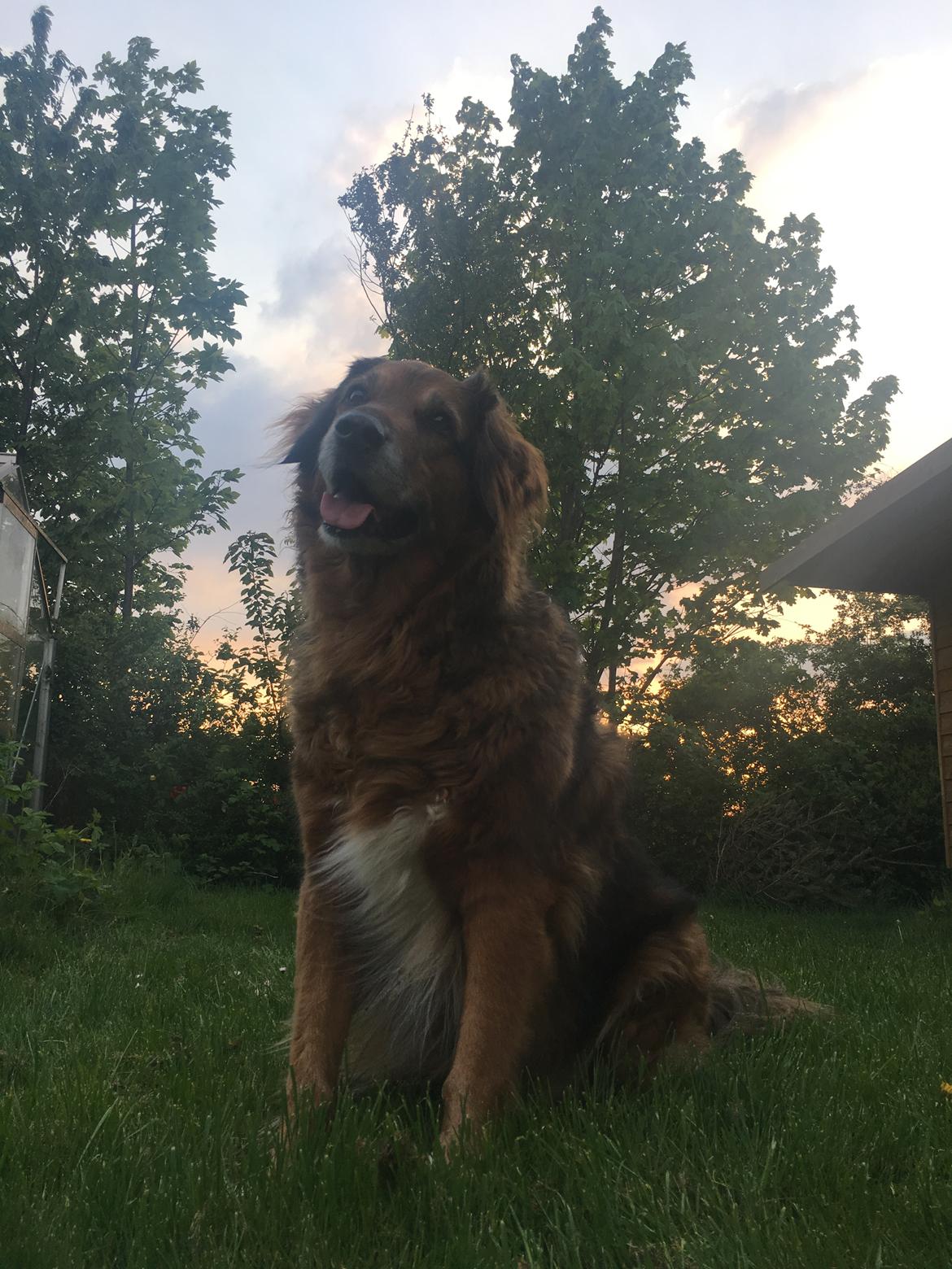 Blanding af racer Baloo - Super Loppen billede 31