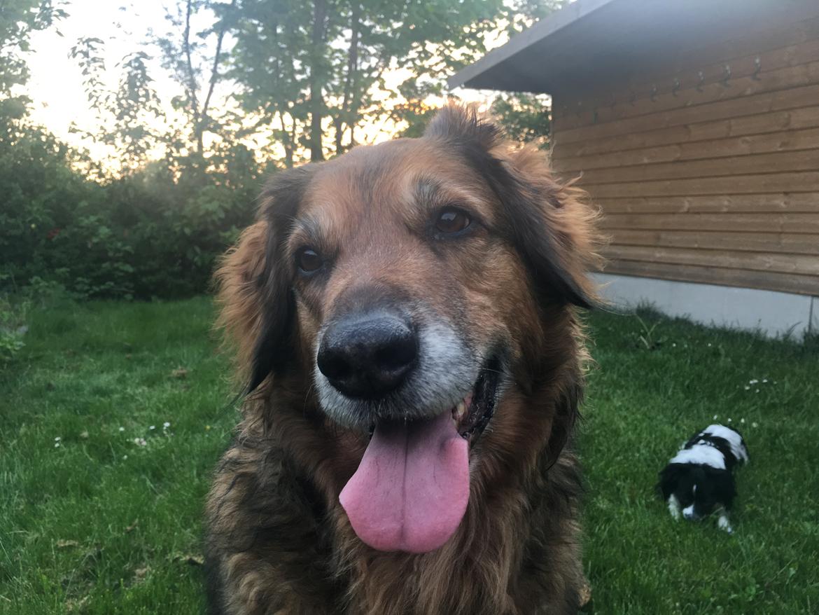 Blanding af racer Baloo - Super Loppen billede 32