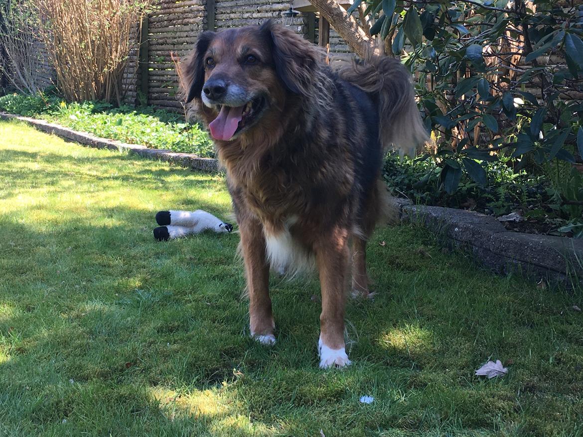 Blanding af racer Baloo - Super Loppen billede 26