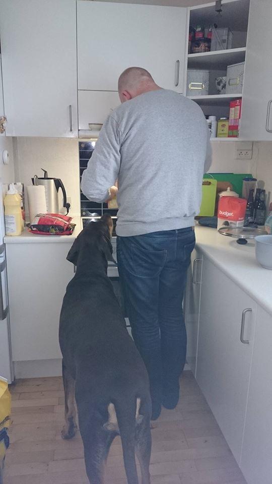 Blanding af racer Kenzo - Det jo ikke fordi han tigger... Han holder bare øje... !  billede 32