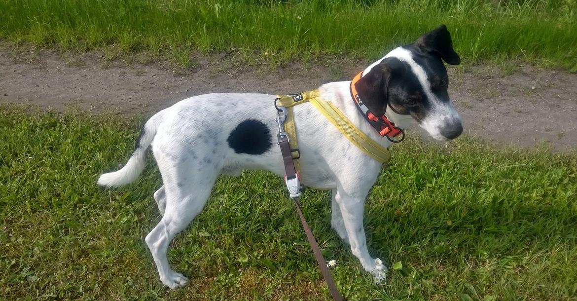 Blanding af racer Marley billede 2