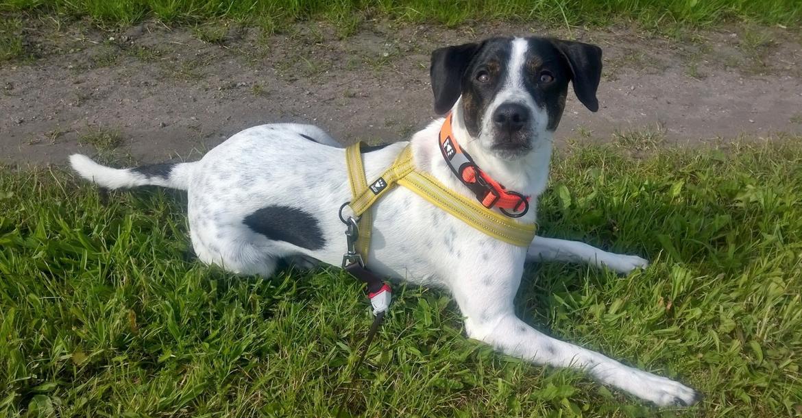 Blanding af racer Marley billede 1