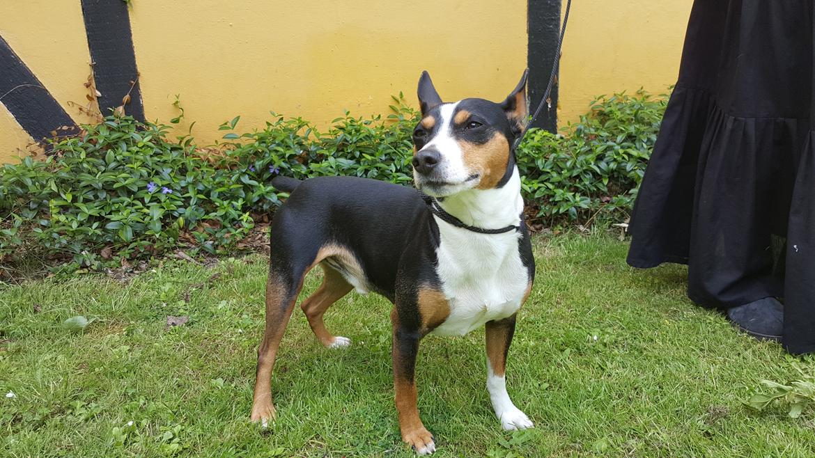 Rat Terrier Seegmillers Enzo billede 6