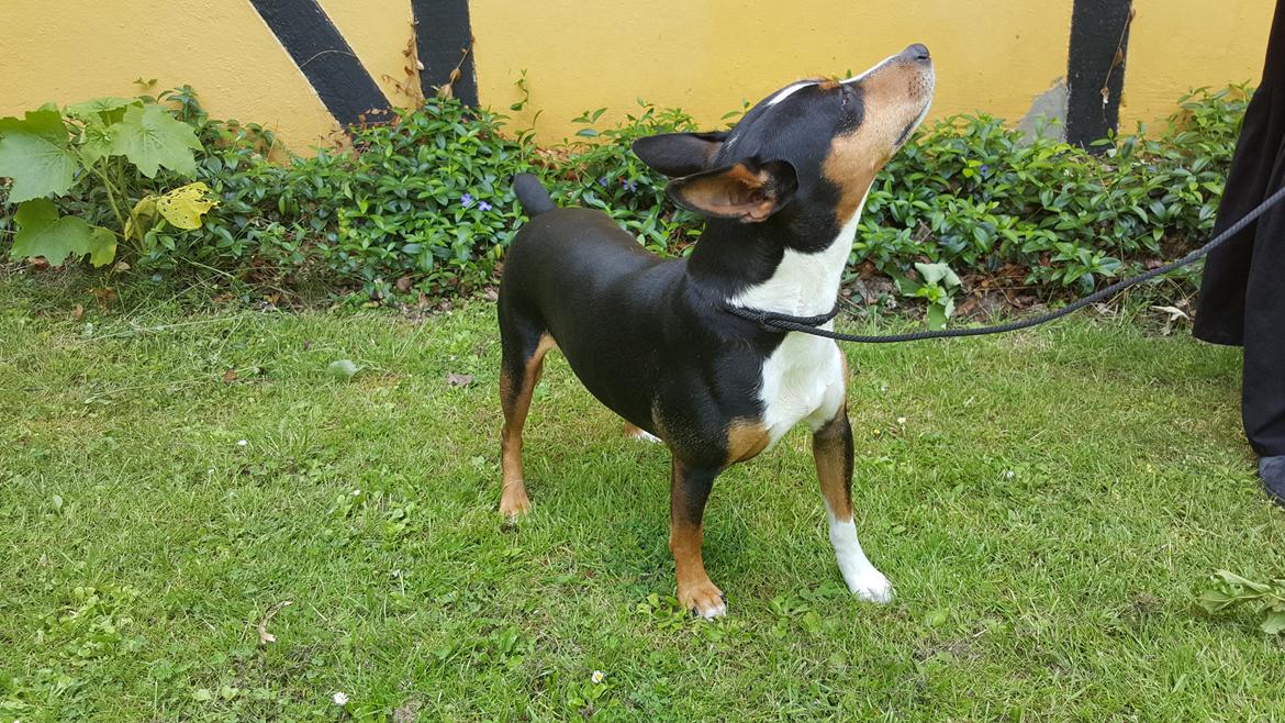 Rat Terrier Seegmillers Enzo billede 8