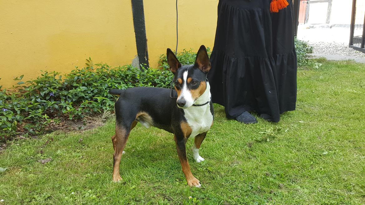 Rat Terrier Seegmillers Enzo billede 7