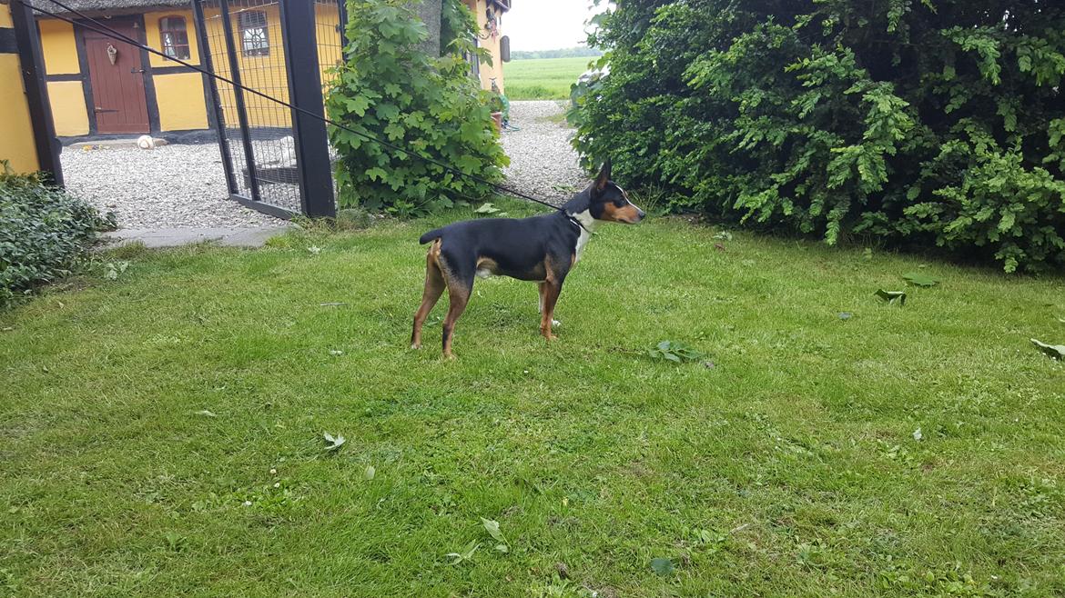 Rat Terrier Seegmillers Enzo billede 11