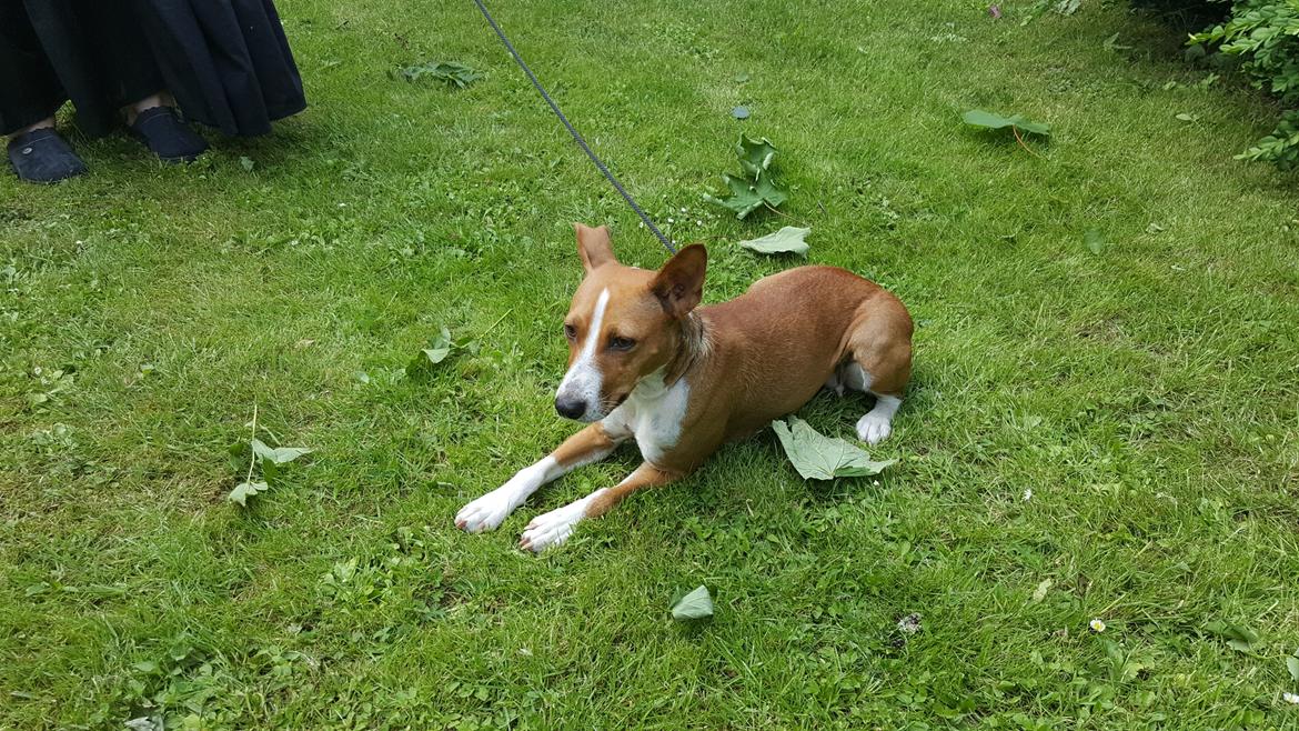 Rat Terrier Seegmillers Pejula billede 6