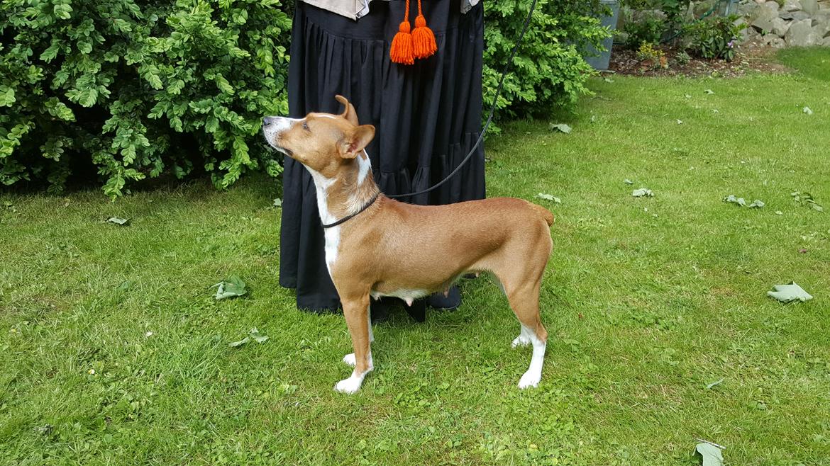 Rat Terrier Seegmillers Pejula billede 7