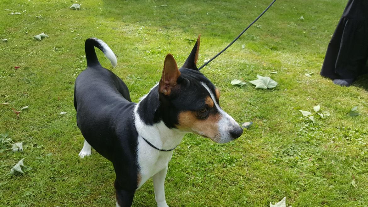 Rat Terrier Seegmillers Floke billede 4