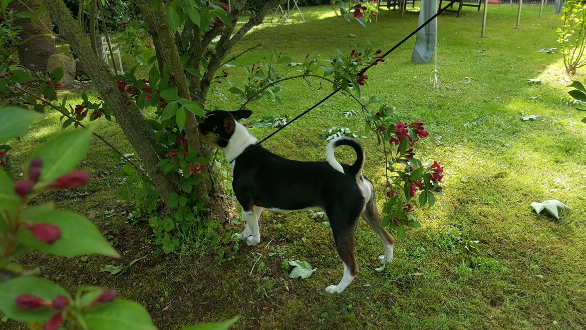Rat Terrier Seegmillers Floke billede 11