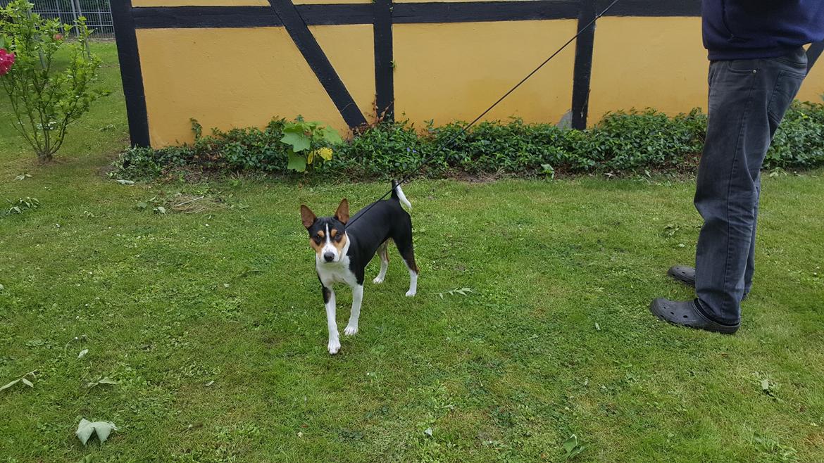 Rat Terrier Seegmillers Floke billede 12