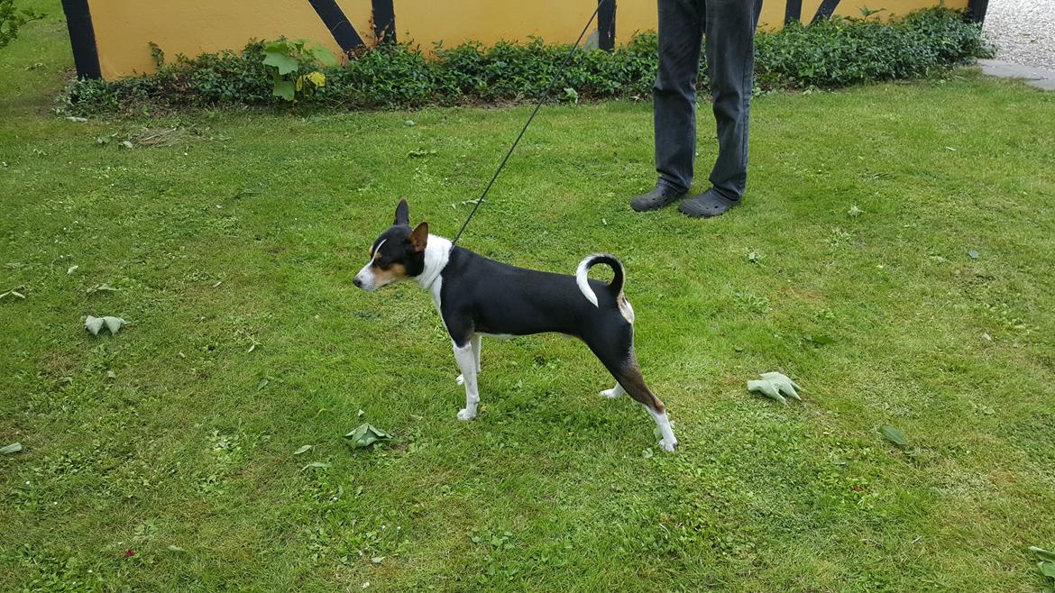 Rat Terrier Seegmillers Floke billede 13