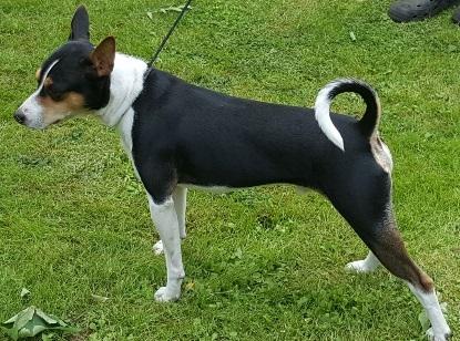 Rat Terrier Seegmillers Floke billede 3