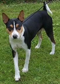 Rat Terrier Seegmillers Floke billede 2