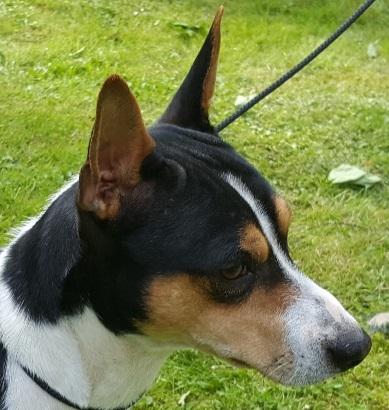 Rat Terrier Seegmillers Floke billede 1