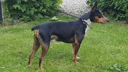 Rat Terrier Seegmillers Enzo billede 5