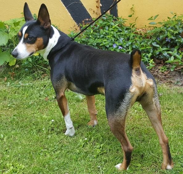 Rat Terrier Seegmillers Enzo billede 17