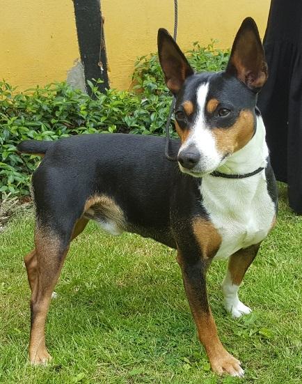 Rat Terrier Seegmillers Enzo billede 4