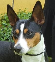 Rat Terrier Seegmillers Enzo billede 2