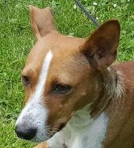 Rat Terrier Seegmillers Pejula billede 2