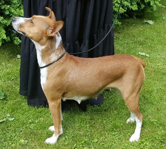 Rat Terrier Seegmillers Pejula billede 4