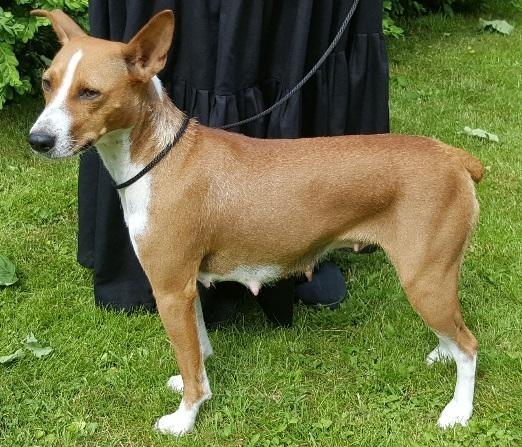 Rat Terrier Seegmillers Pejula billede 5