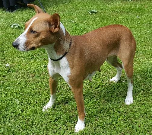 Rat Terrier Seegmillers Pejula billede 3