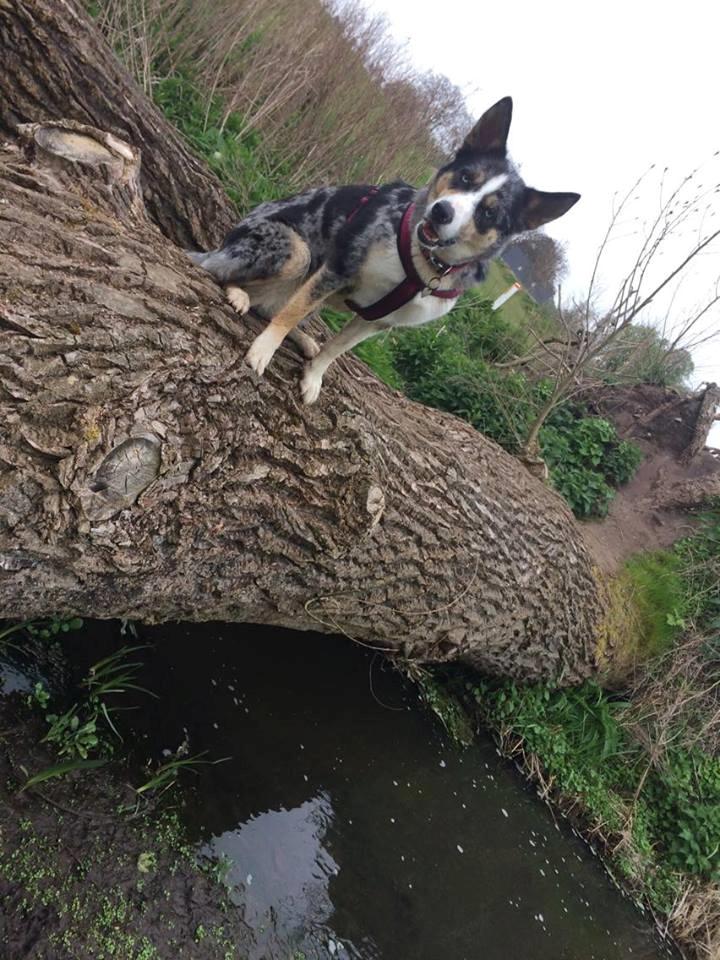 Blanding af racer Ellie billede 5