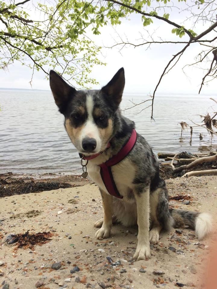 Blanding af racer Ellie billede 1