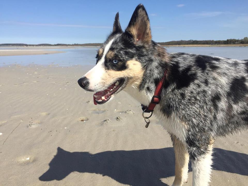 Blanding af racer Ellie billede 3