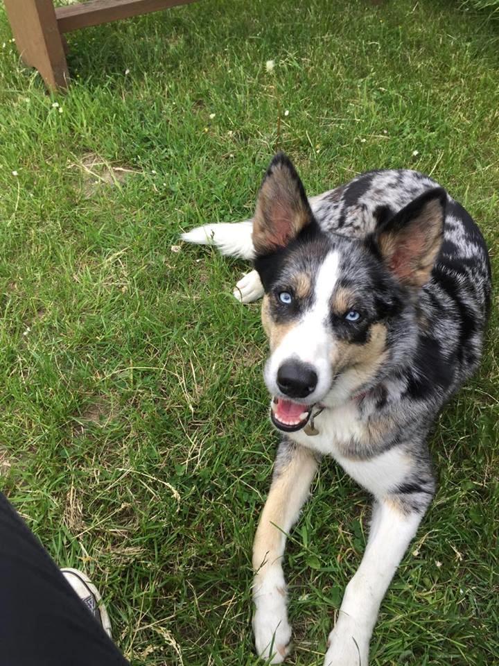 Blanding af racer Ellie billede 6