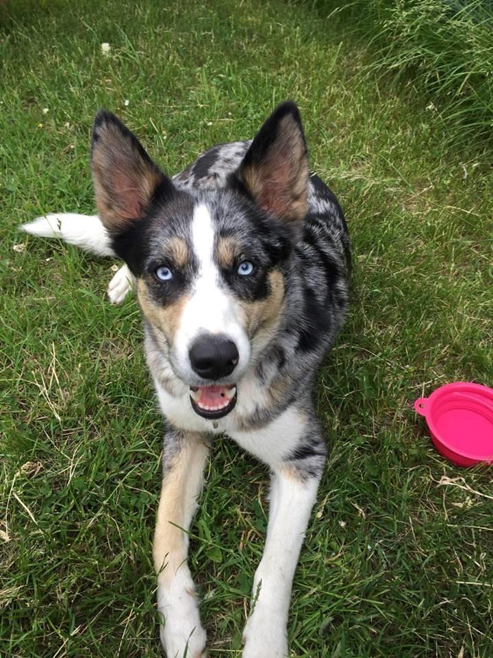 Blanding af racer Ellie billede 22