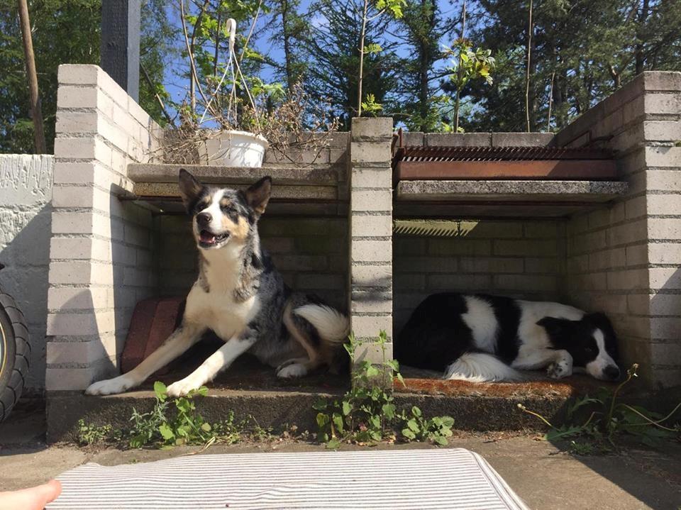 Blanding af racer Ellie billede 23