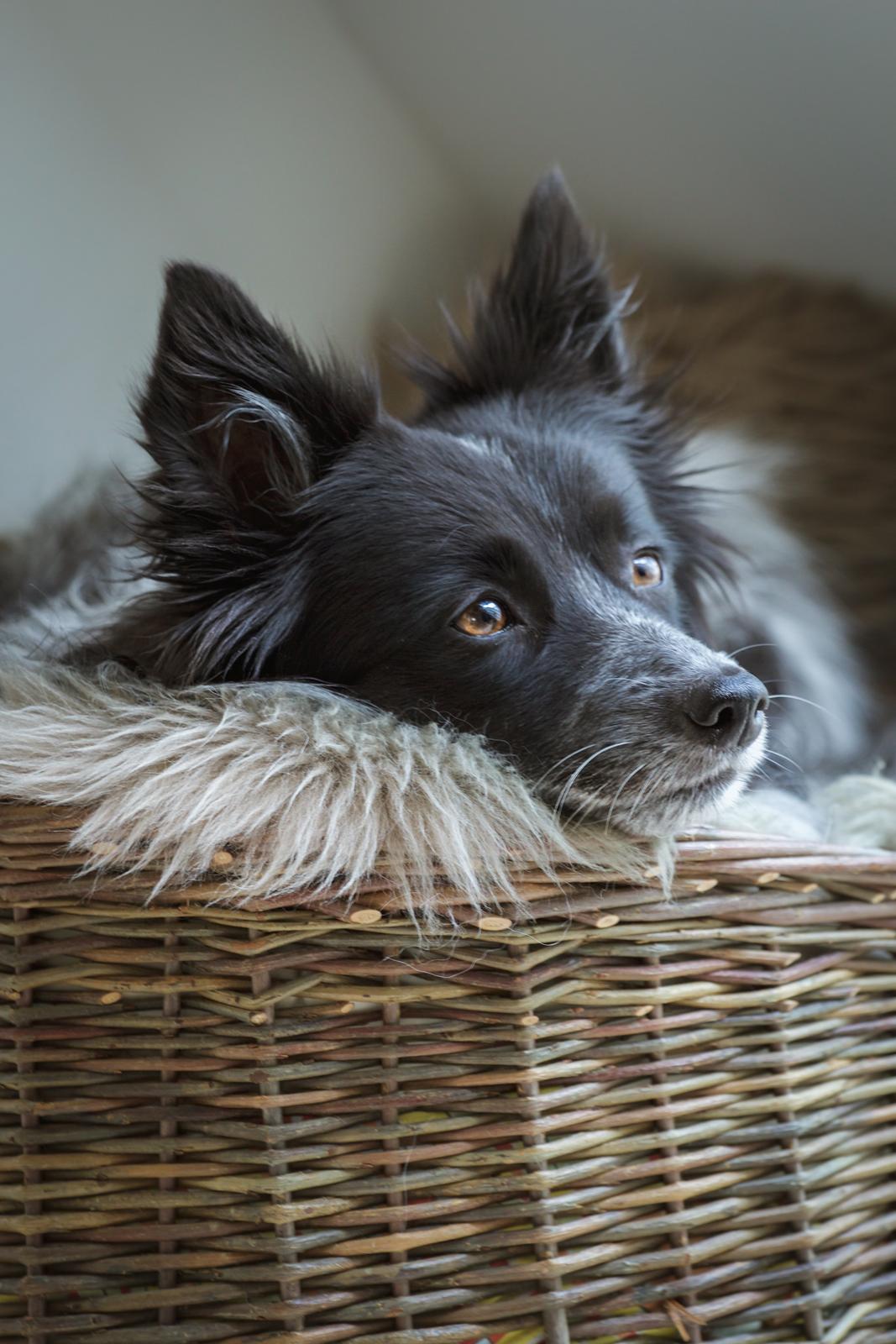 Blanding af racer Chili billede 32