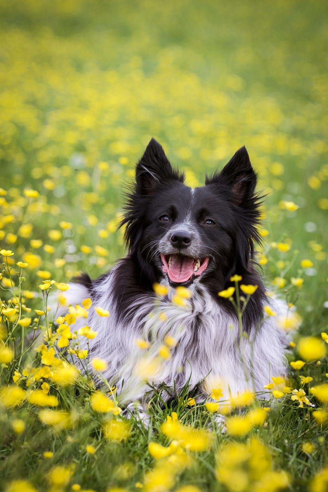 Blanding af racer Chili billede 18