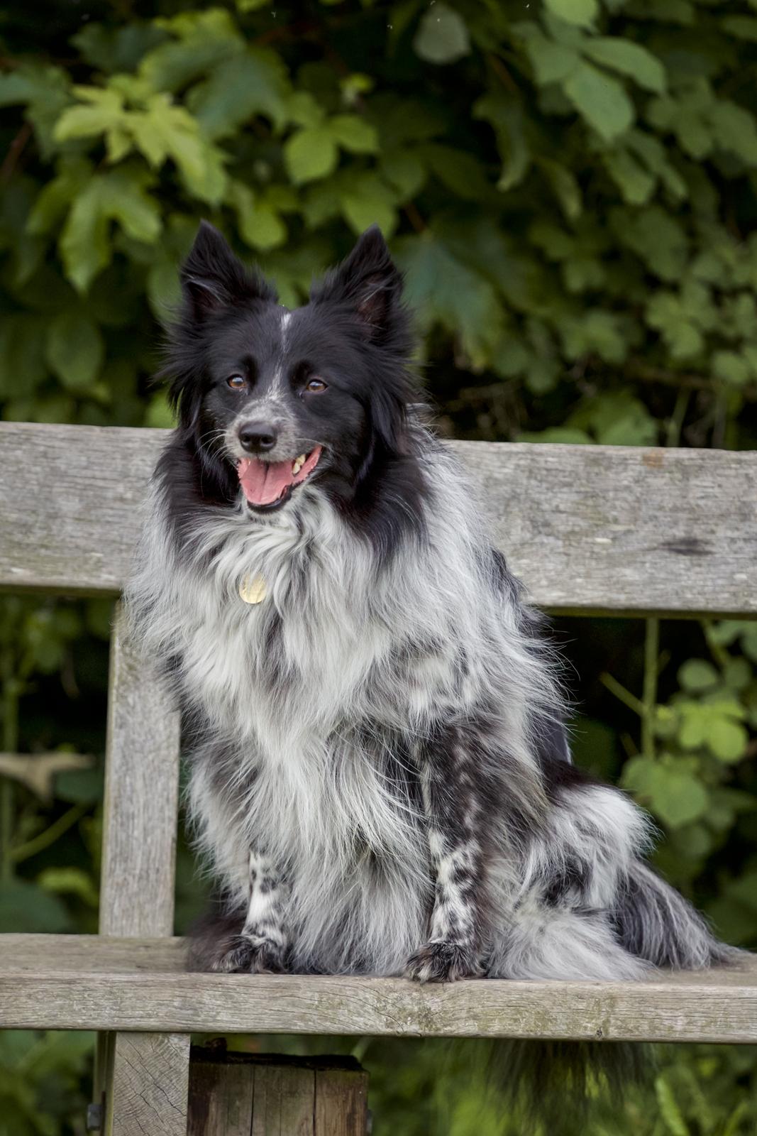 Blanding af racer Chili billede 35