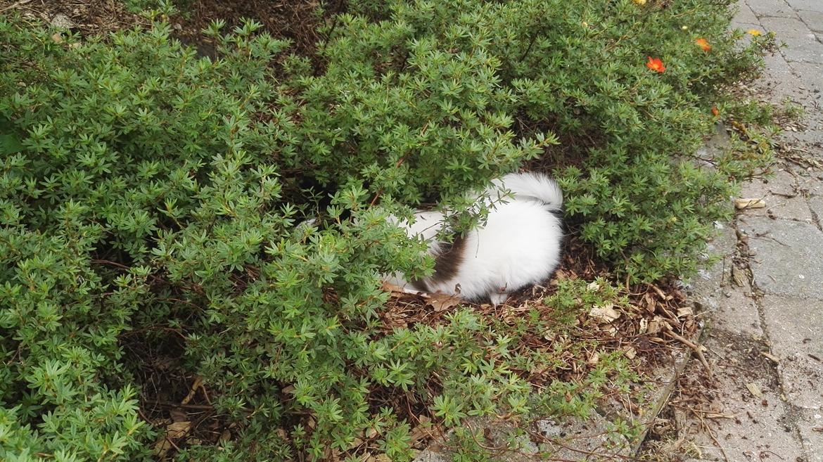 Papillon Nelly billede 2