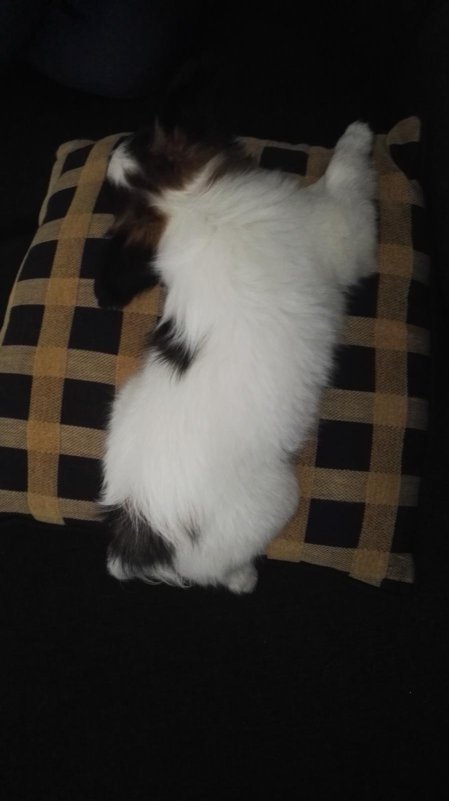 Papillon Nelly billede 5