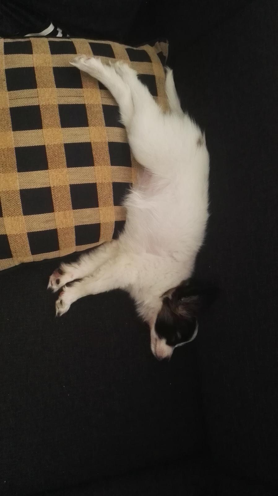 Papillon Nelly billede 3