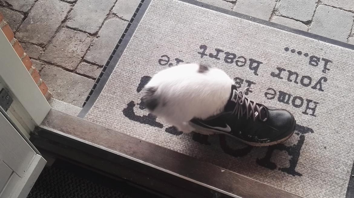 Papillon Nelly billede 4