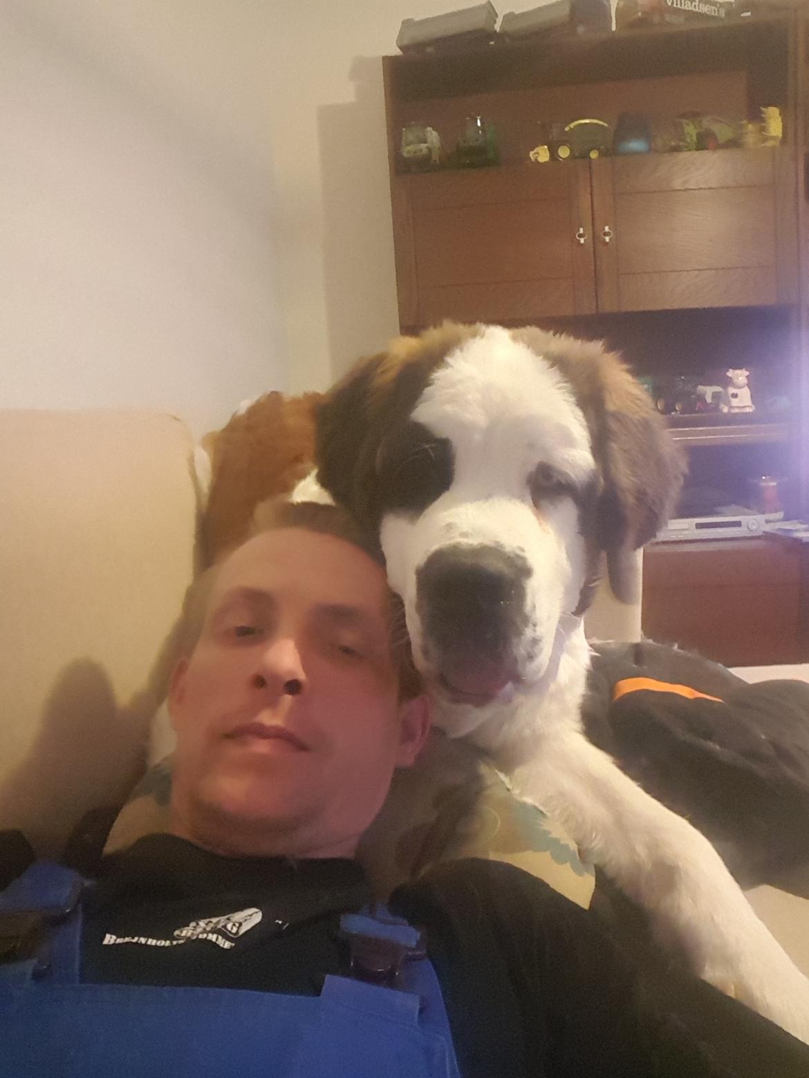 Sankt bernhardshund Allison  billede 31