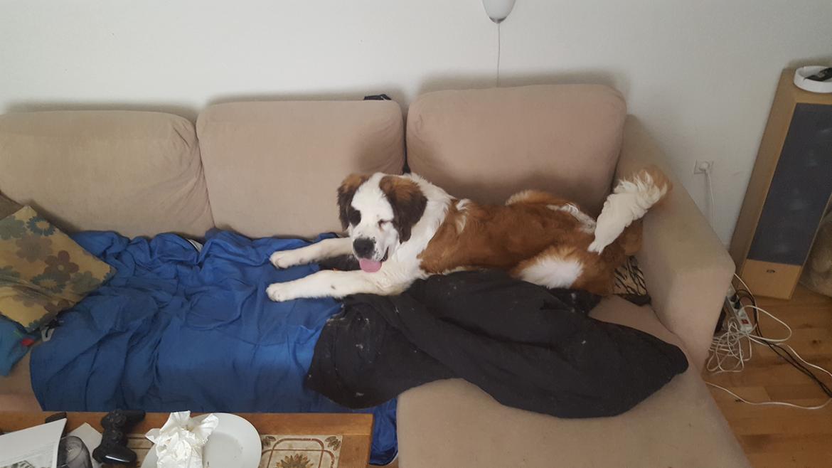 Sankt bernhardshund Allison  billede 30