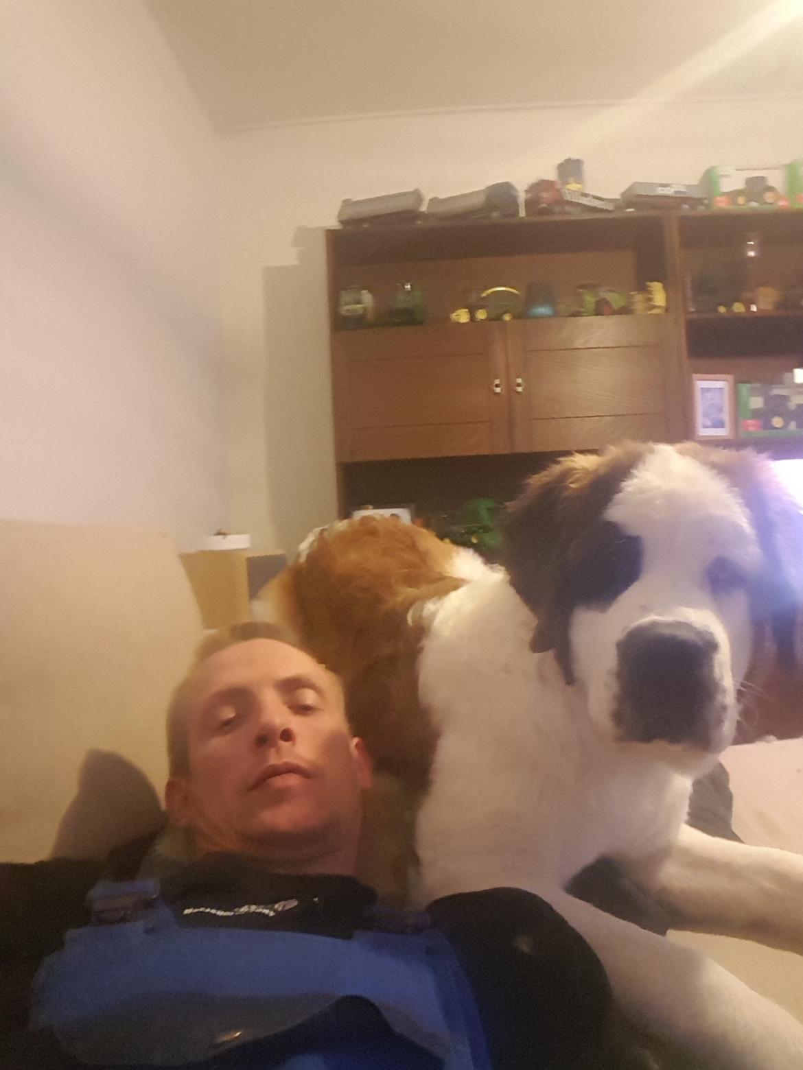 Sankt bernhardshund Allison  billede 32