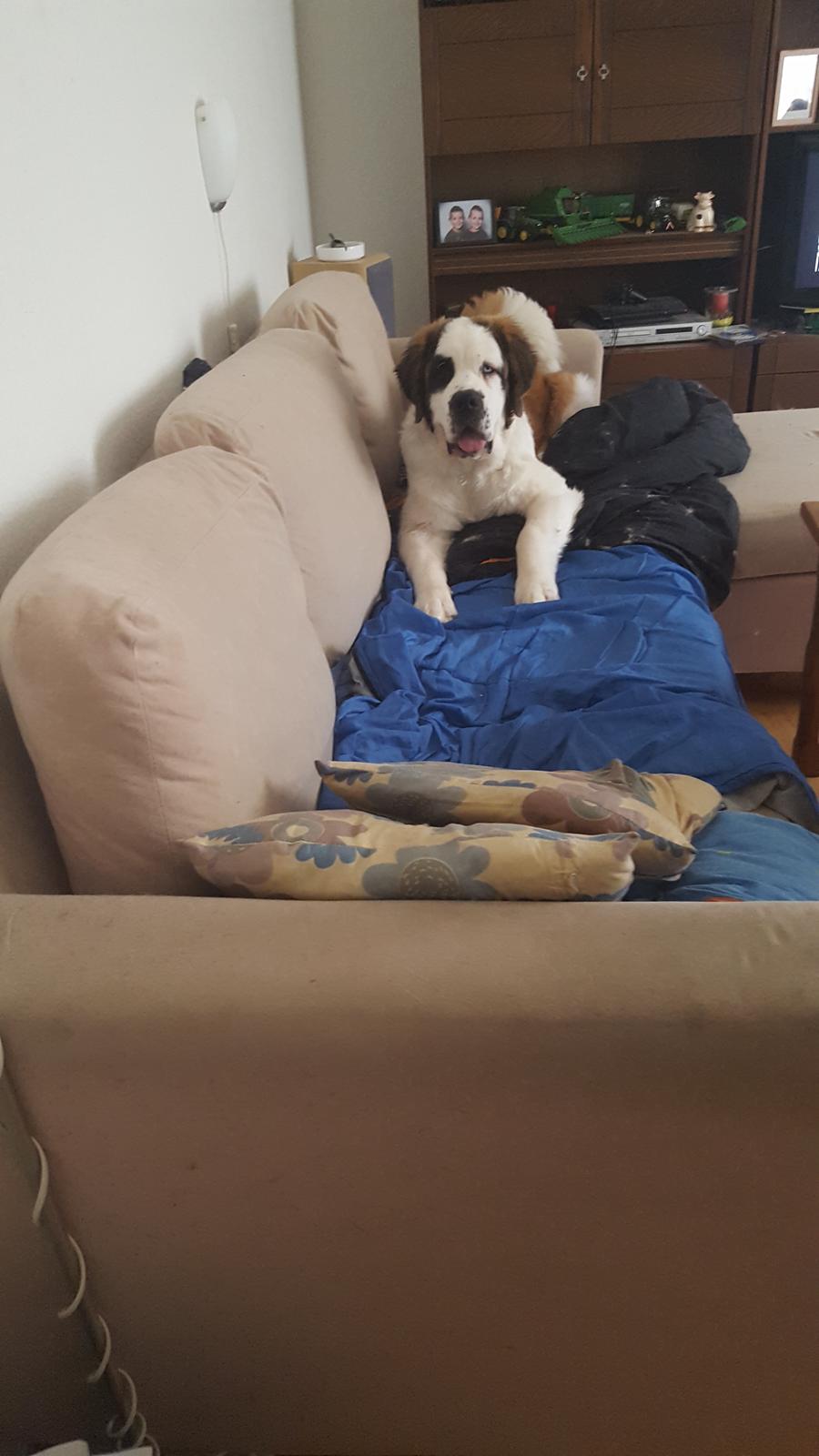 Sankt bernhardshund Allison  billede 37