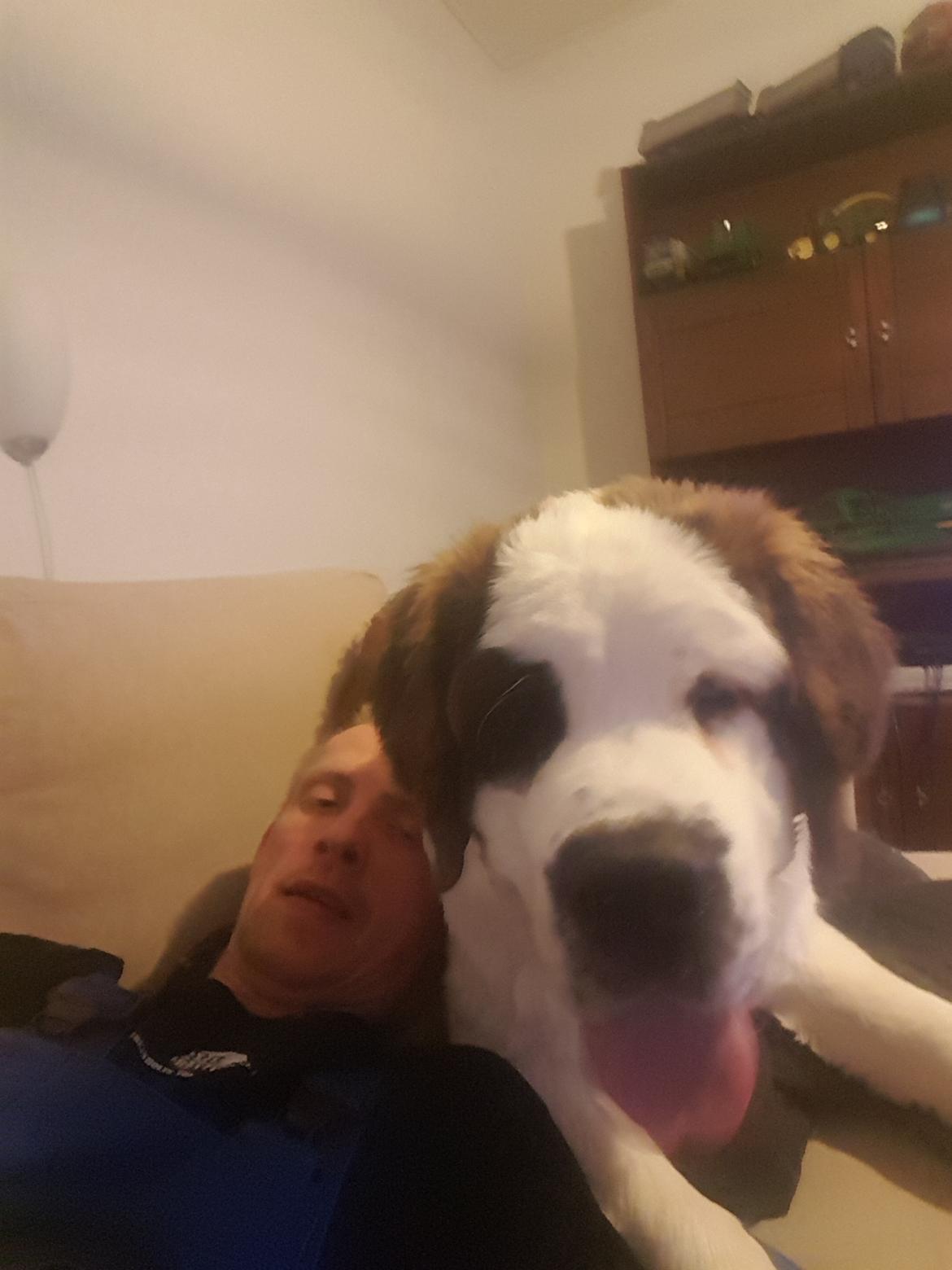 Sankt bernhardshund Allison  billede 38