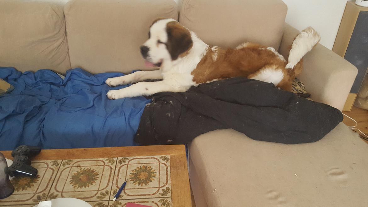 Sankt bernhardshund Allison  billede 36