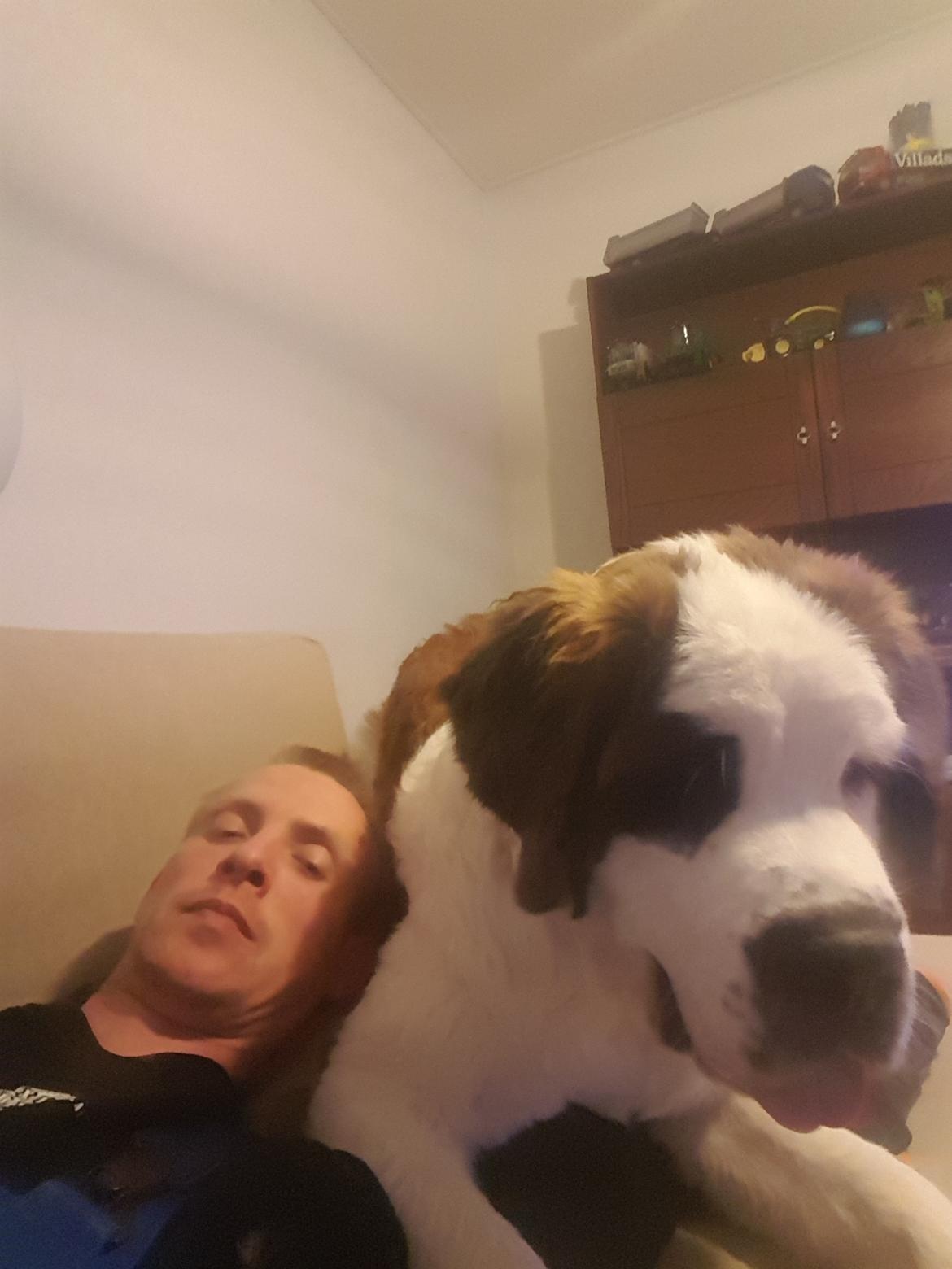 Sankt bernhardshund Allison  billede 40