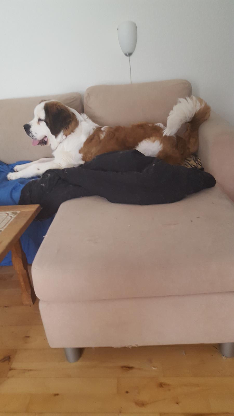 Sankt bernhardshund Allison  billede 39