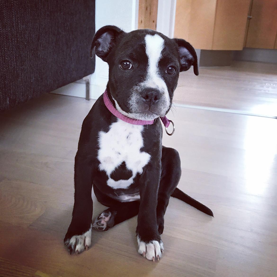 Staffordshire bull terrier Aya billede 1